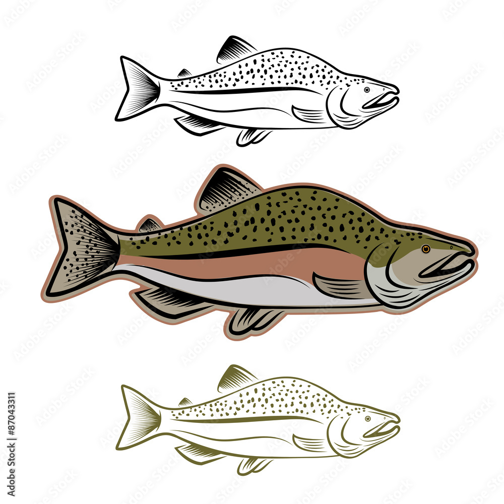 Fototapeta premium salmon fish illustration set