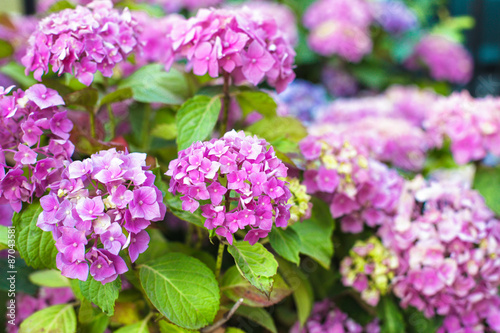 Hydrangea bush