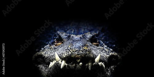Fényképezés Crocodile, Illustration