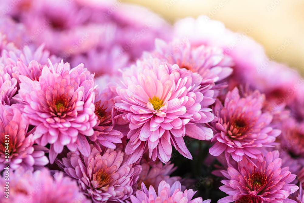 Obraz premium Pink chrysanthemum