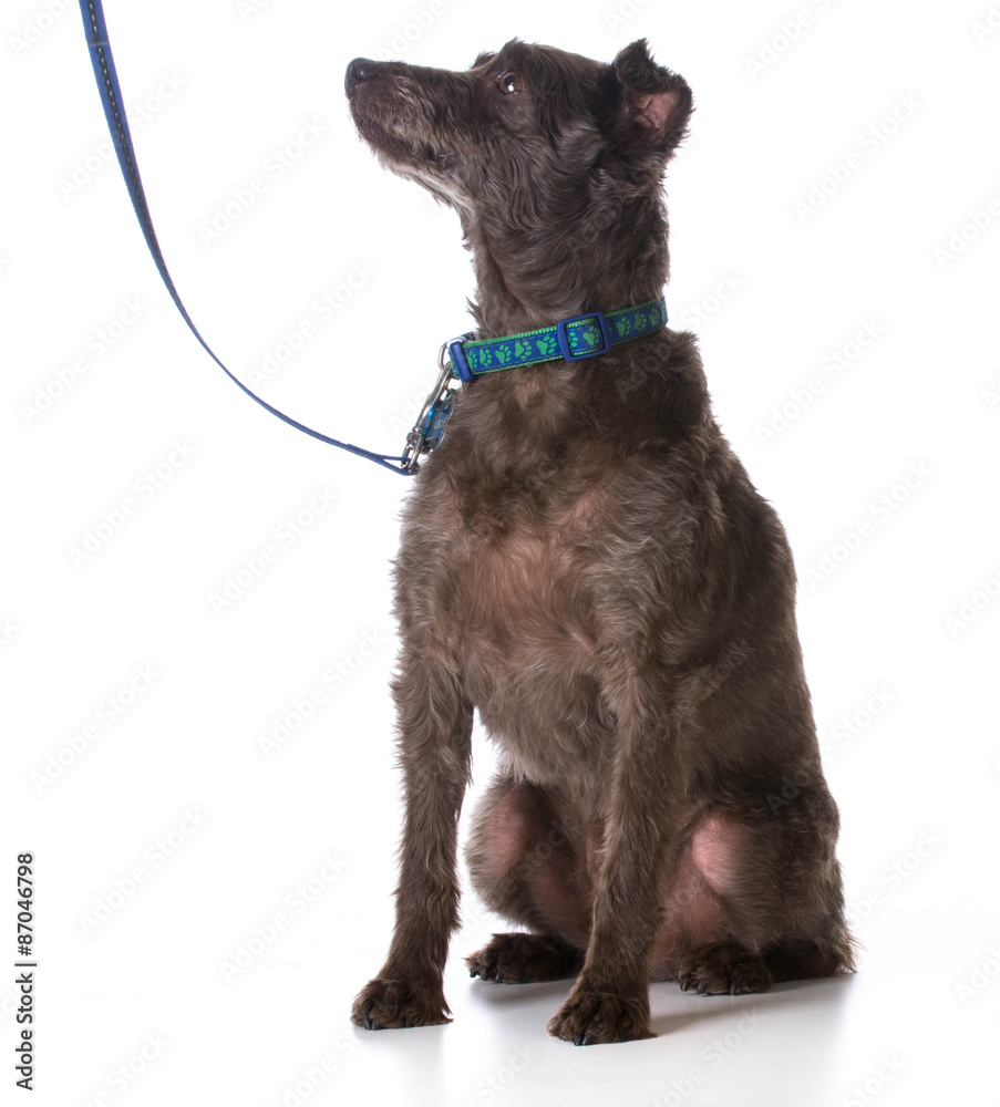 Obraz premium dog on a leash
