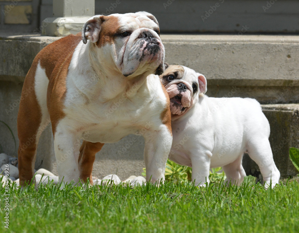 bulldog puppy and adult