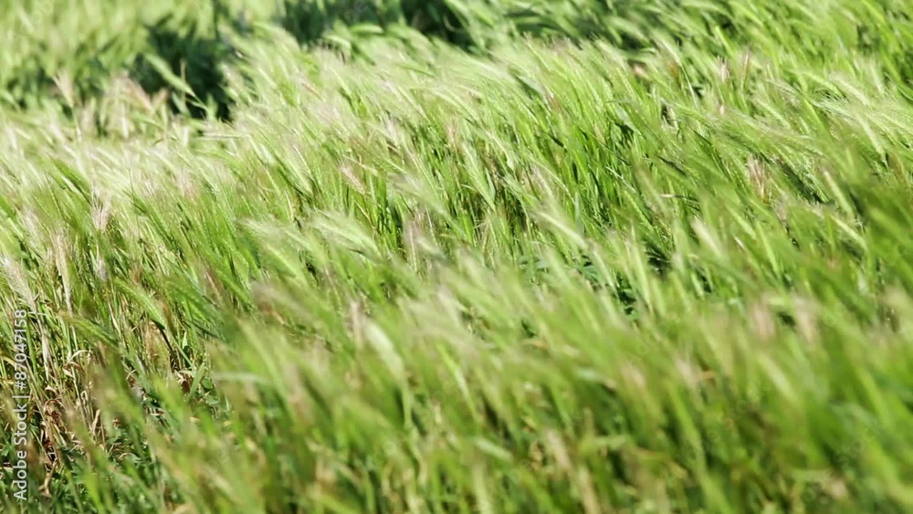HD 1080: Wildflowers and grass waving at strong wind; HD 1080: Wildflowers and grass waving at strong wind;
