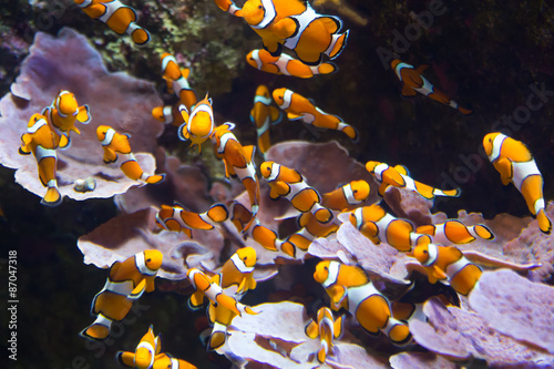 Photo Orange clownfish