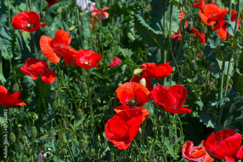 Blossoming poppies in summer sunny day.