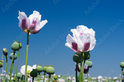 White opium poppy against blue sky