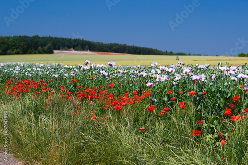 Opium poppy field in Czech Republic