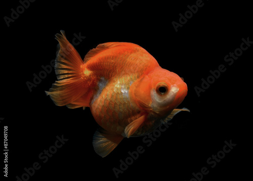 Goldfish isolated on black