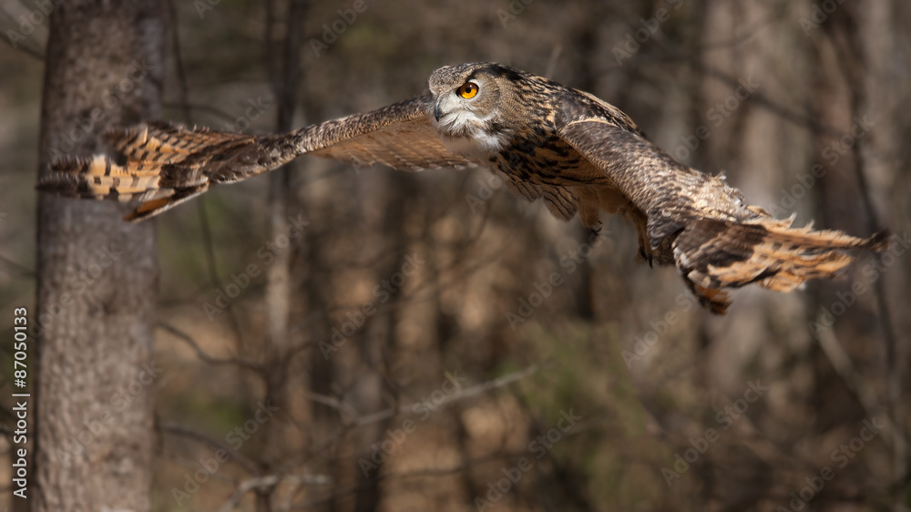 Obraz premium Eagle-owl in Flight