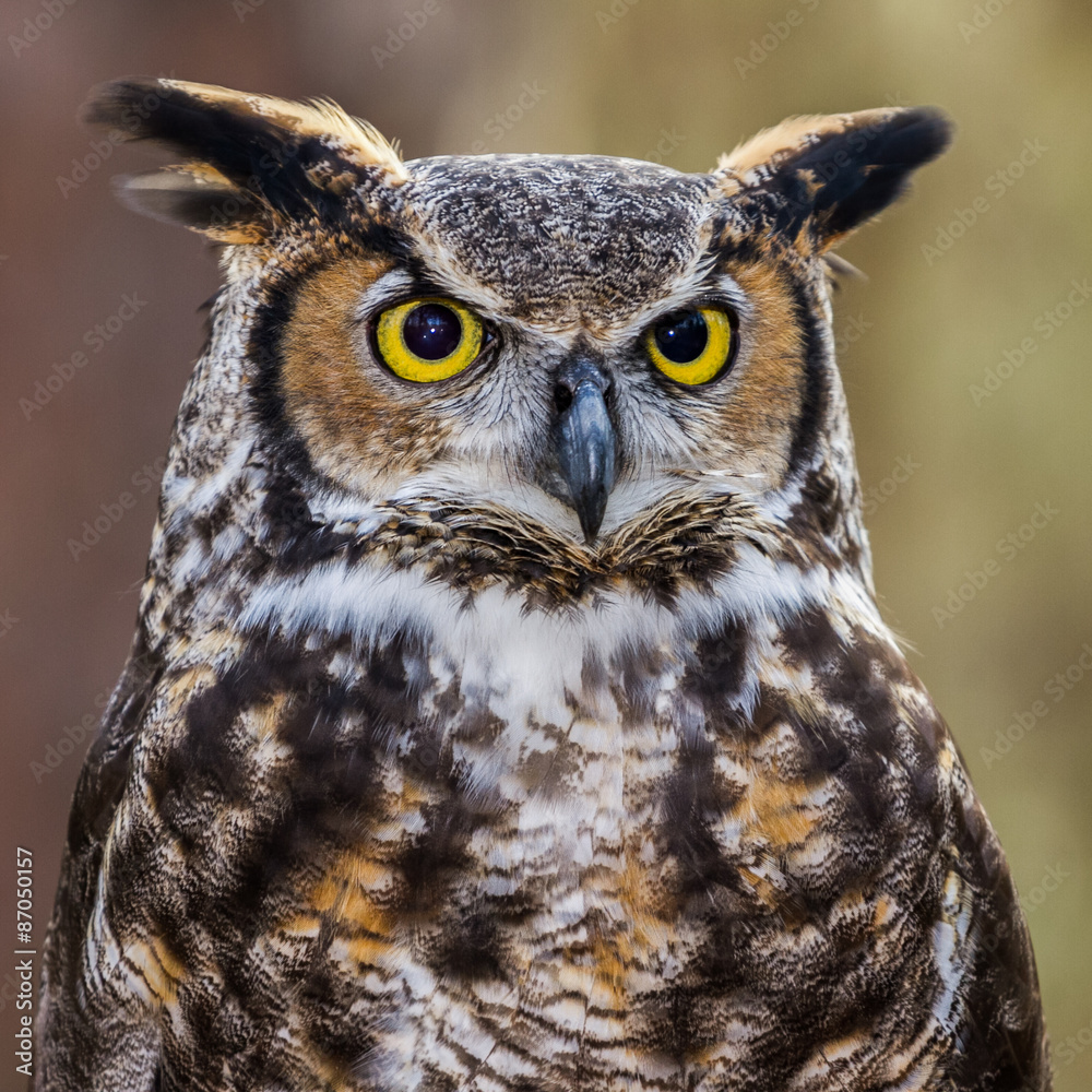 Fototapeta premium Great Horned Owl Portrait
