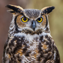 Wandcirkels Uil Portret van Amerikaanse oehoe  © mattcuda