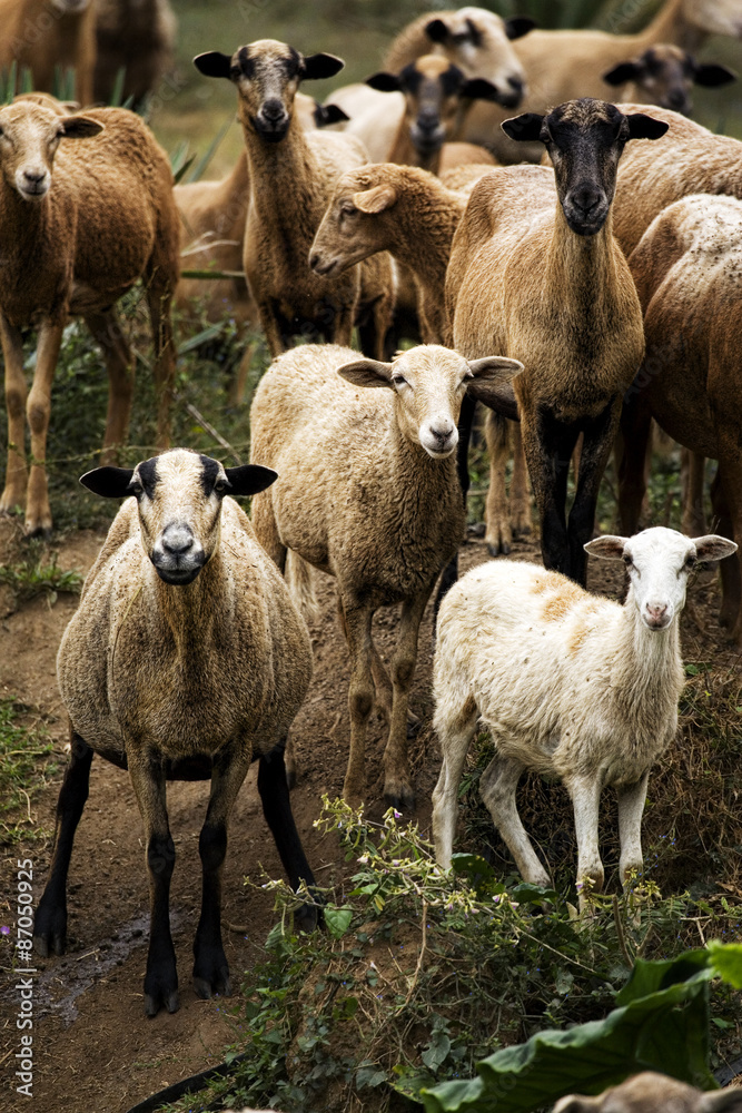 Obraz premium A herd of goats on a small farm