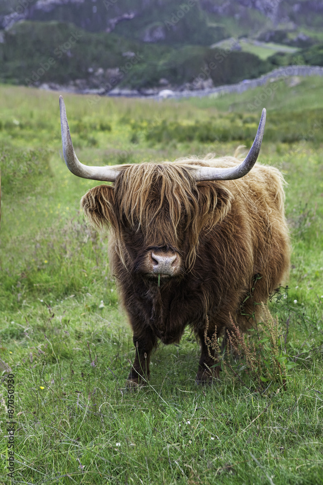 Horned Highland cattle from north Scotland