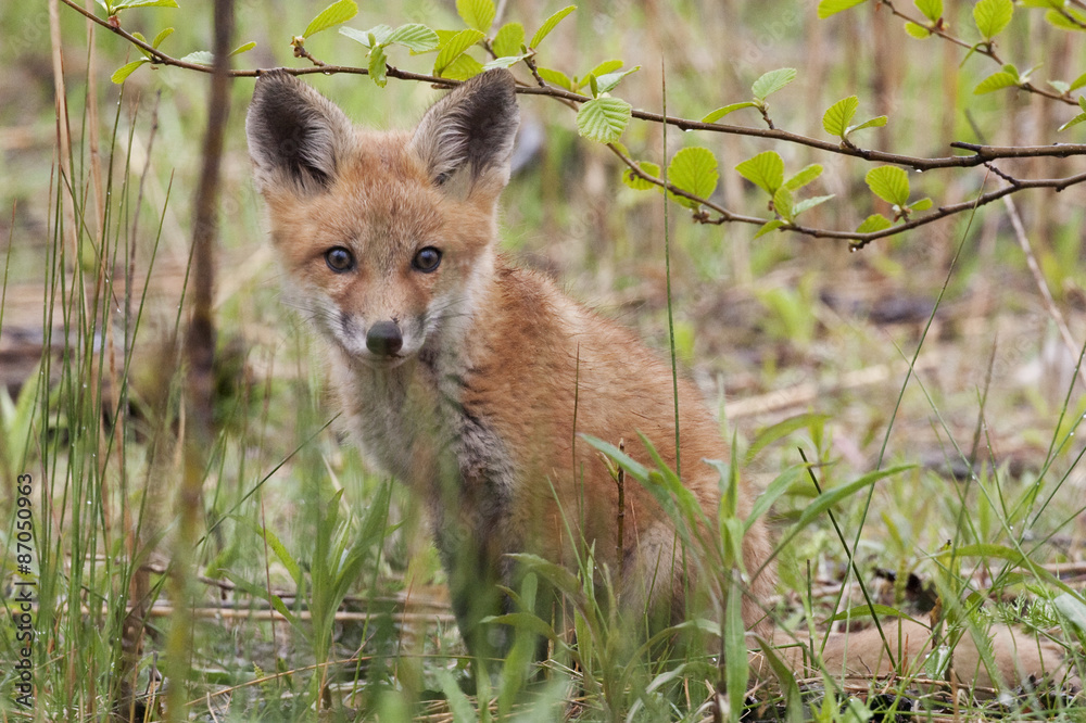 Young Red Fox, Vulpes vulpes