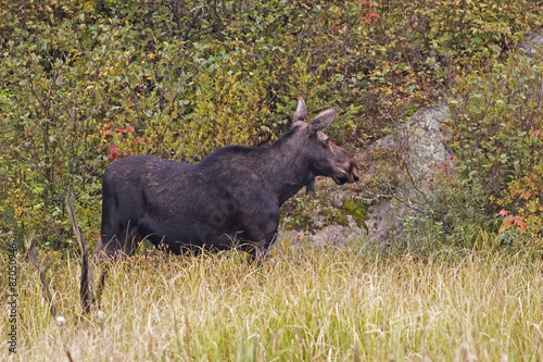 Female Moose, Alces alces, in autumn