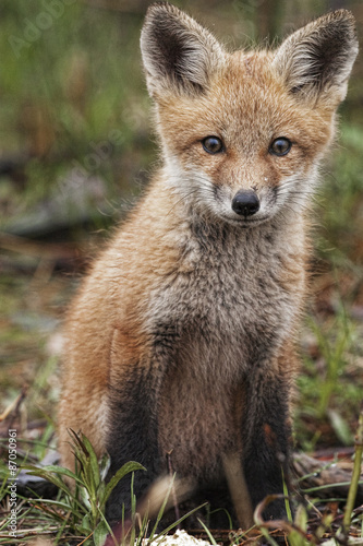 Young curious Red Fox, Vulpes vulpes © Harold Stiver