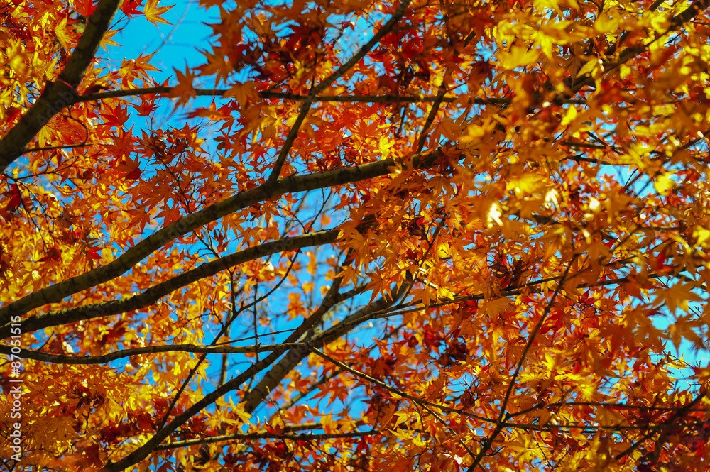 Collection of Beautiful Colorful Autumn Leaves / green, yellow, orange, red
