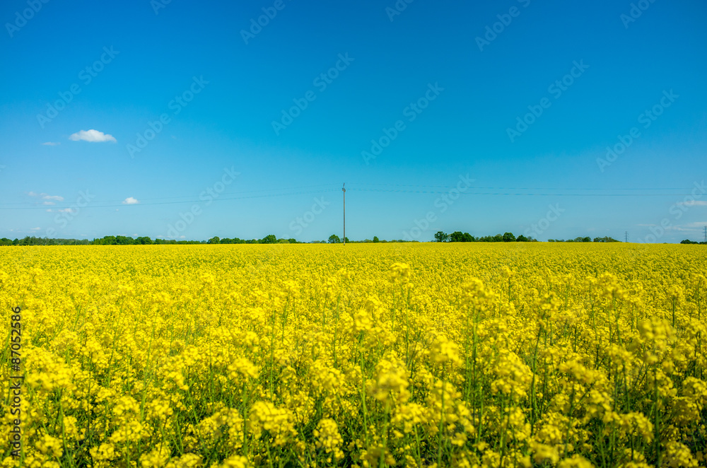 Fototapeta premium Yellow colza field