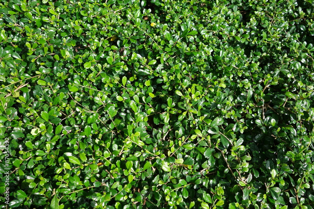 Fukien tea tree (Carmona retusa) green background Fukien tea tree (Carmona retusa) green background