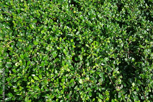 Wallpaper Mural Fukien tea tree (Carmona retusa) green background Torontodigital.ca