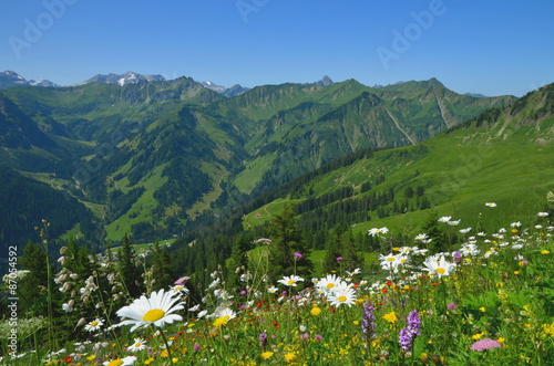 Blumenwiese im Gebirge