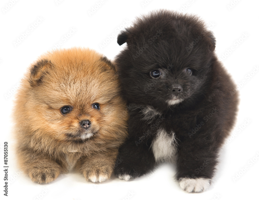 Puppies Pomeranian lying on a white surface Puppies Pomeranian lying on a white surface