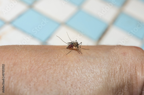 mosquito © dextorth