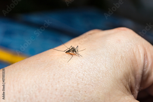 mosquito © dextorth