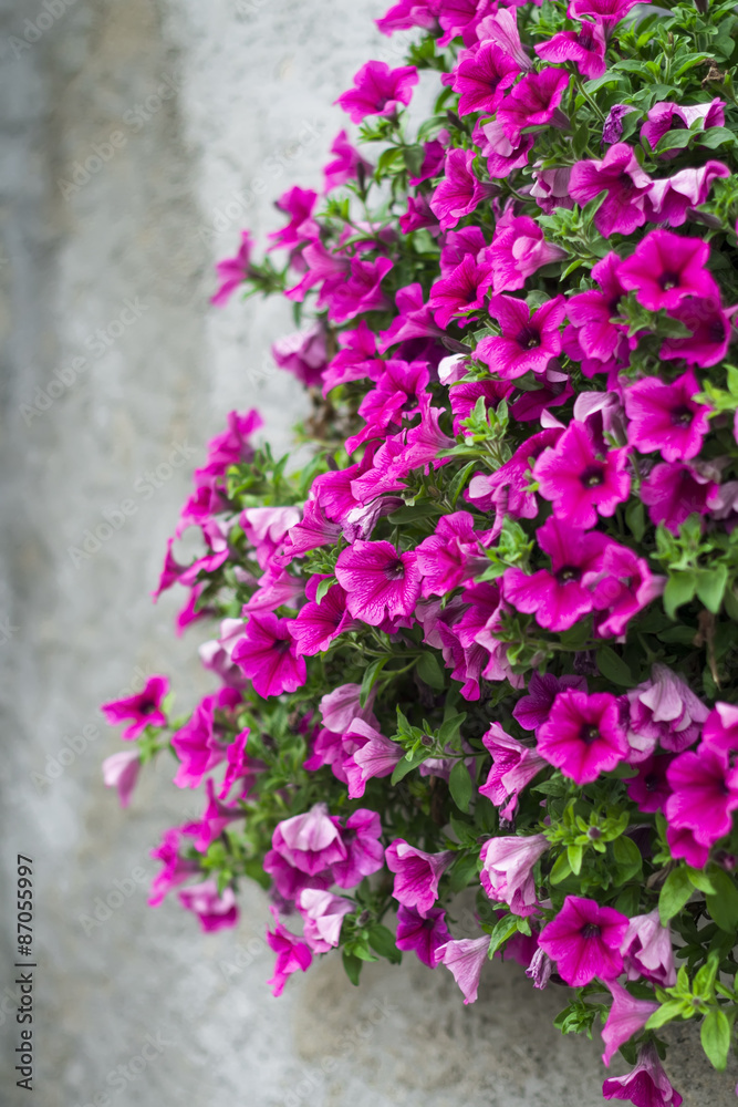flowers petunias on the gray wall