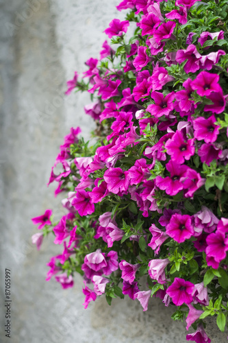 flowers petunias on the gray wall