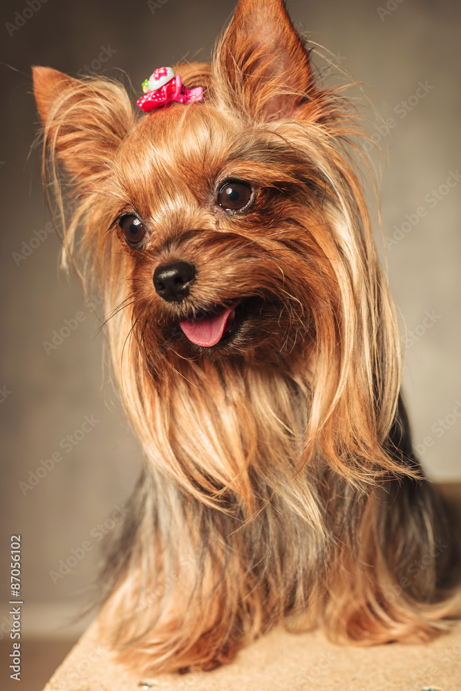 happy yorkshire terrier puppy dog panting