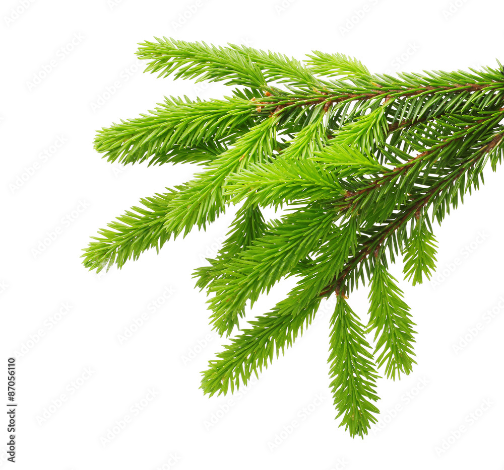 Naklejka premium Pine tree branch