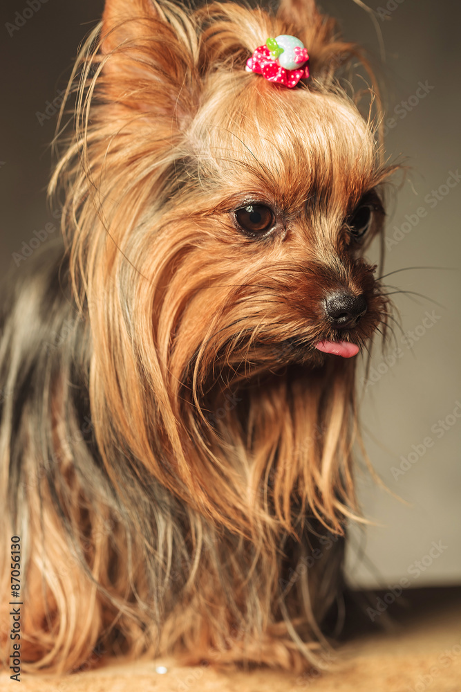 Naklejka premium the cutest little yorkshire terrier sticking out her tongue