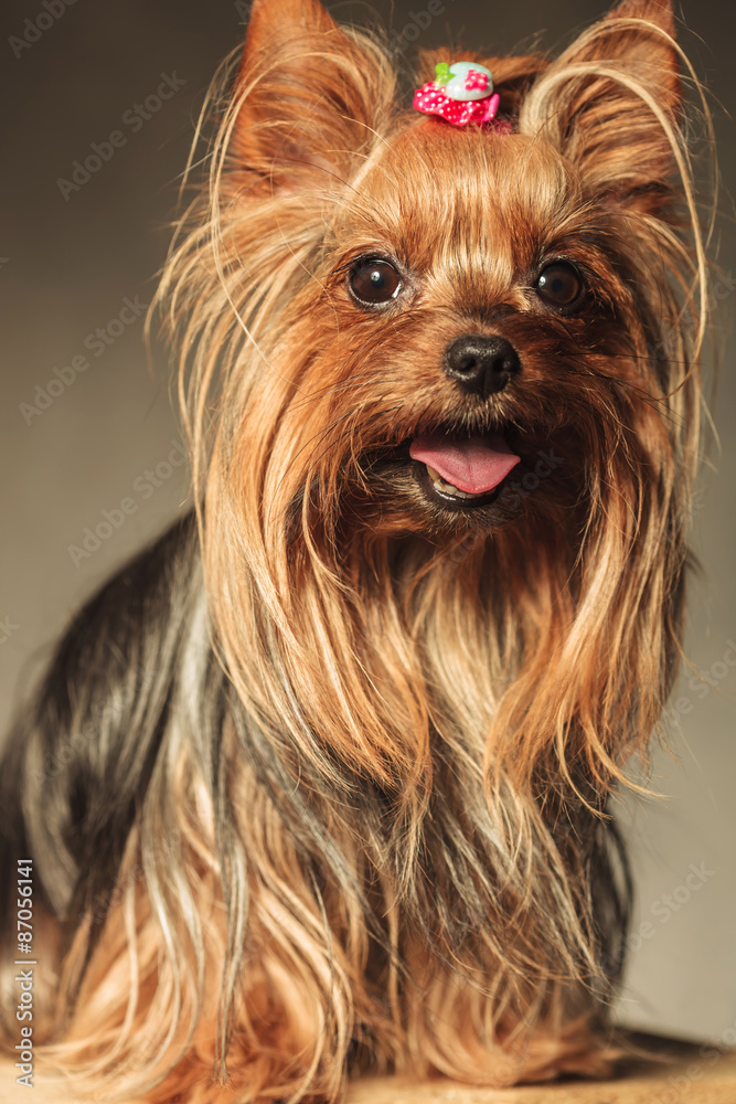 yorkshire terrier puppy dog with mouth open