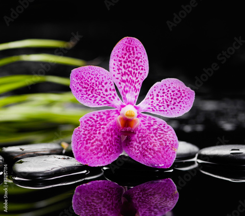 Pink orchid and stones with green leaf background