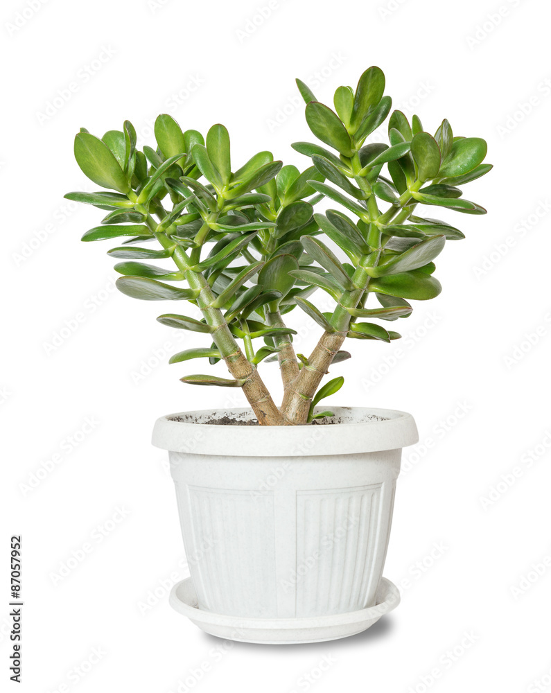 House plant Crassula