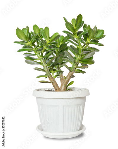 House plant Crassula