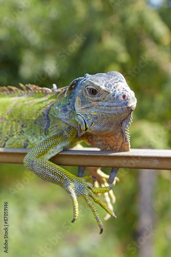 Portrait of green iguana on a background of green garden