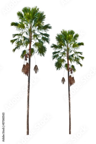 palm trees isolated on a white background