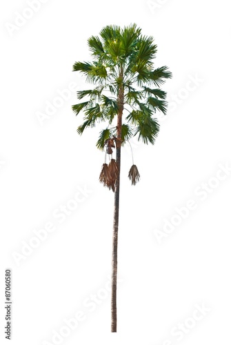 palm trees isolated on a white background