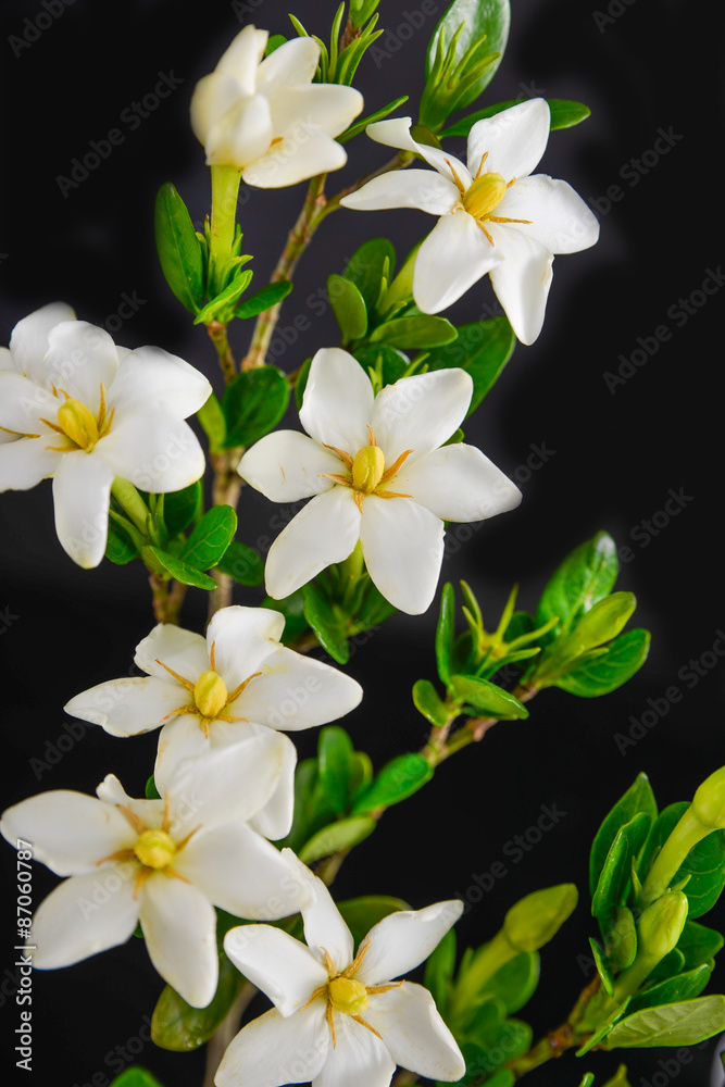 gardenia on black background