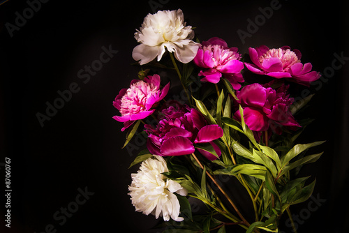 Colorful flowers on black backgroung - colorful peonies