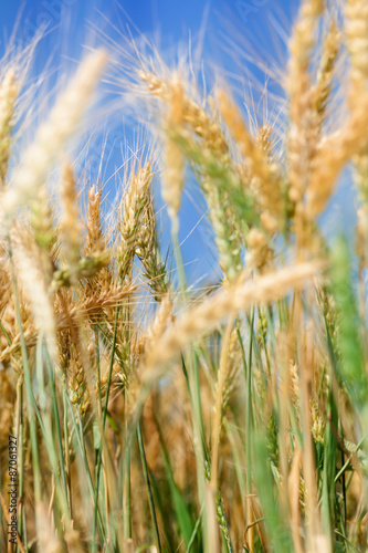 Close up image of ripe wheat field against blue sky. Complementary golden and blue colours are dominant. 