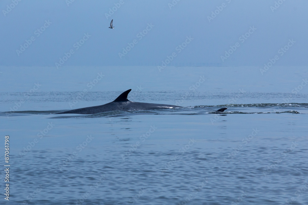 Naklejka premium The Bryde's Whale.