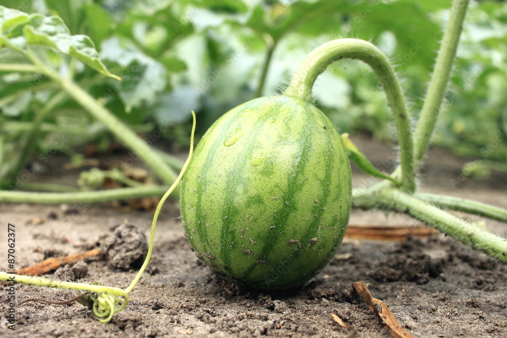 young small watermelon in the garden in fine clear weather close-up young small watermelon in the garden in fine clear weather close-up