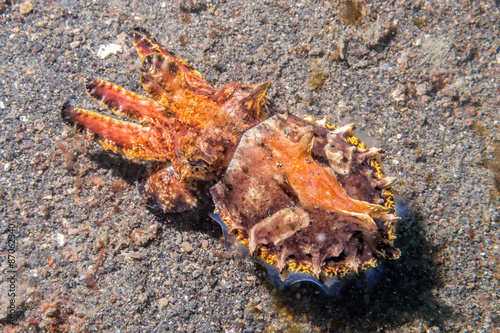 colorful squid cuttlefish flamboyant underwater photo