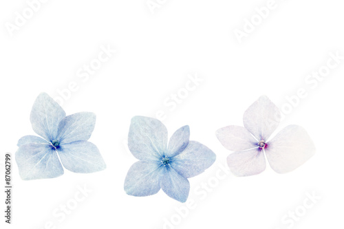 Fototapeta Naklejka Na Ścianę i Meble -  Hortensie (Hydrangea) Makro