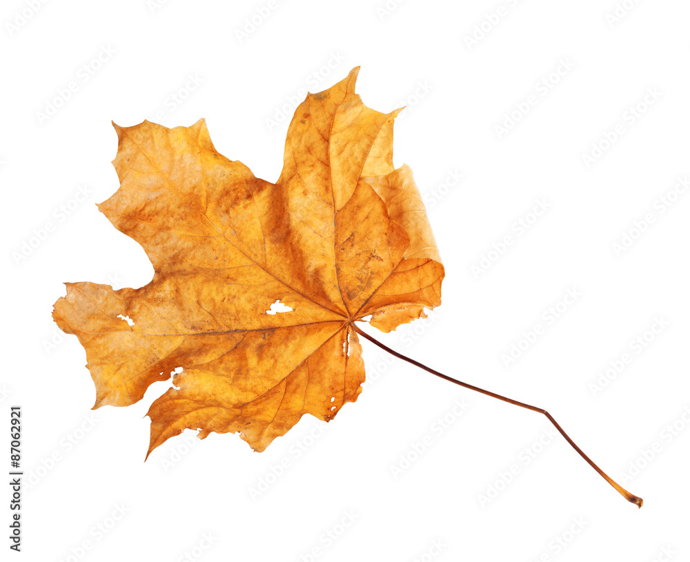 Bright orange maple leaf on white background isolated Bright orange maple leaf on white background isolated