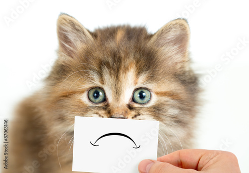 unhappy or sad cat isolated
