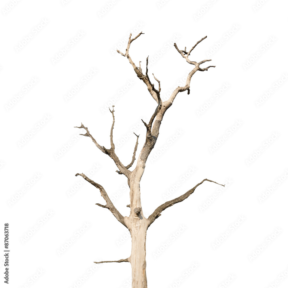 Single old and dead tree isolated on white background Single old and dead tree isolated on white background